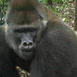 Esperanzadoras fotos: Especie de gorilas que se creía extinta reaparece