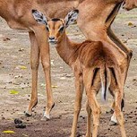 La ley de la selva: El fatal error de un impala al alejarse de su manada para explorar