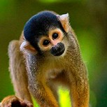 Un mono es delatado por un video luego de arruinar la celebración de un cumpleaños