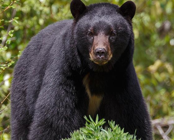 Hay entre 75.000 y 100.000 osos negros en Ontario.
