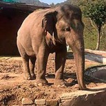 Ordenaron la liberación de Kaavan, el “elefante deprimido” de Pakistán