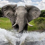Expertos opinan que la pandemia fue una gran noticia para los elefantes de Kenia