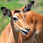 Gacela logra burlar a dos feroces depredadores: Este es el increíble video