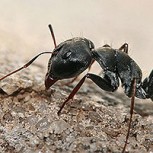 Hallan espeluznante fósil de una “hormiga del infierno” en el momento que devoraba otro insecto