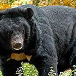 Tragedia en Canadá: Una mujer fue asesinada por un oso cuando buscaba señal para su celular