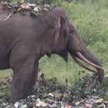 Fotografía de elefante alimentándose de basura genera fuerte indignación