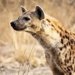 La hiena aprendió su lección: No molestes a un leopardo a la hora de su aseo