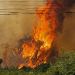 Imágenes impactantes: Este es el sufrimiento de los animales en los incendios del Pantanal de Brasil