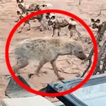 Video: Manada de perros salvajes hostiga a dos hienas y luego todo da un brusco giro