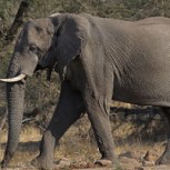 Video: Así se comportan los elefantes en el Parque Kruger