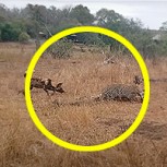 Un leopardo, perros salvajes y hienas se enfrentan por un venado: ¿Quién ganó?