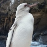 Descubren un pingüino blanco en Islas Galápagos: ¿Cuál es la explicación científica?