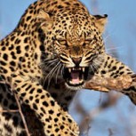 Los leopardos también atacan desde arriba: Así acechan en los árboles