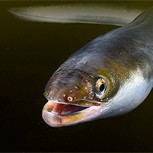 Anguila escapa del estómago de su depredador: Impresionante fotografía