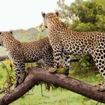 Imperdible: Estos fueron los diez mejores videos de vida salvaje del año en el Parque Kruger