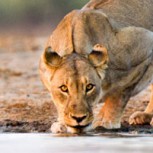 Error fatal: Una leona intentó cazar en el medio de una manada de búfalos y pagó las consecuencias