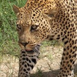 Video: Este leopardo encontró una brillante manera de burlar a un grupo de leones