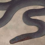 Nueva especie de serpiente que brilla en la oscuridad maravilla a científicos