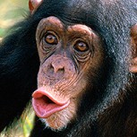 Video: Dejan una escoba en la jaula y chimpancé aprende a barrer el piso