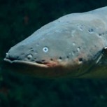 ¿Las anguilas eléctricas trabajan en equipo? Nuevo descubrimiento fascina a la comunidad científica