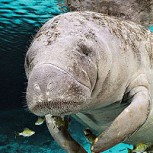 Escalofriante: Tallan el nombre ‘Trump’ en el lomo de un animal marino