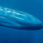 Video: Usuario consigue grabar momento único en que una ballena azul se alimenta