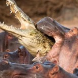 Video: Cocodrilos cazan una vaca, pero hipopótamos entran en escena y ocurre lo inesperado