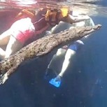 Video: Cocodrilo se vuelve viral en TikTok al nadar amistosamente junto a turistas