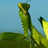 La ingeniosa táctica de las mantis para lograr aparearse sin ser devorado por la hembra
