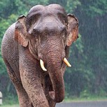 Horror en India: Turistas intentaron espantar a un elefante y lo quemaron vivo