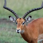 Este impala escapó de un cocodrilo, pero cayó en una trampa mortal: Mira su dramática lucha