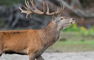 Ciervos enloquecidos golpean la puerta de un garage, chocan entre sí y