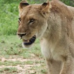 Guía turístico que trabajaba con cazadores fue devorado por dos leonas en Sudáfrica
