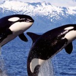 Grupo de orcas ataca a ballena jorobada y le arranca su aleta dorsal: Brutal pelea en el mar