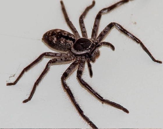 Las arañas son muy comunes tanto en Oceanía como en Sudamérica.