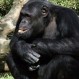 Cuidadores de zoológicos revelan increíbles historias y derribaron mitos respecto a ciertos animales
