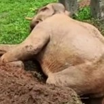 Increíble rescate de un elefante con una excavadora: La reacción del animal sorprendió a todos