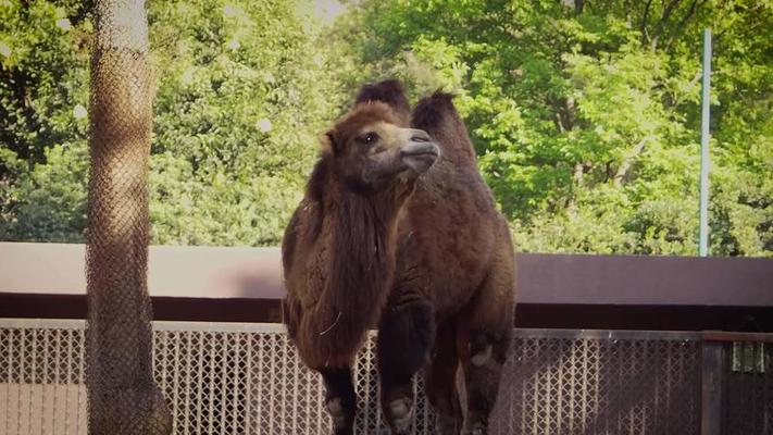 camel-eating-in-zoo-habitat-free-video
