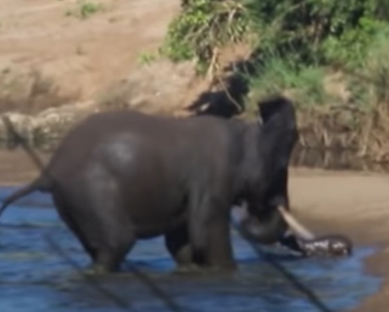 El elefante atacó a la cría sin motivo aparente.