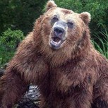 Una mujer atacó a un oso pardo para salvar a sus mascotas y se volvió viral