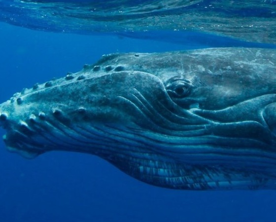 La ballena jorobada mide hasta 15 metros de longitud.