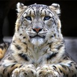 Un leopardo de las nieves descubre cámara oculta en la naturaleza: Su reacción fue insólita