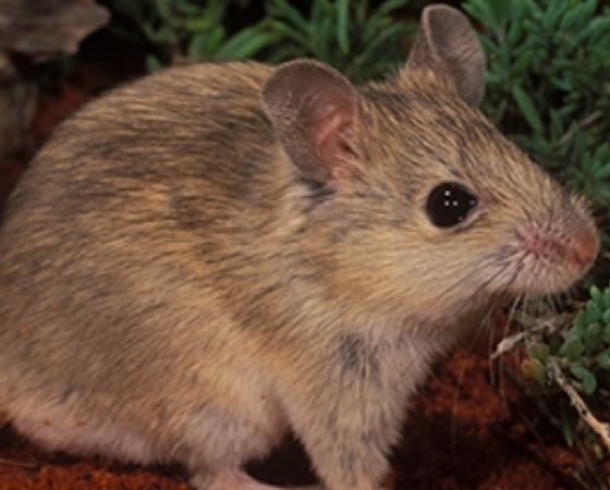 El ratón de Gould puede llegar a medir hasta 22 centímetros de largo.