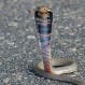 Video: Una cobra intenta devorar a un lagarto que lucha por sobrevivir