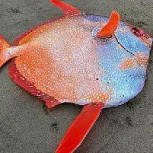Hallan un extraño pez gigante en las costas de Estados Unidos: Estas son las imágenes