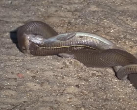 La serpiente no le dio chance de escapar al lagarto.