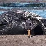 La repudiable foto dentro de la boca de una ballena muerta que se tomaron unos “mirones”