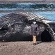 La repudiable foto dentro de la boca de una ballena muerta que se tomaron unos “mirones”