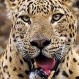 Velocidad y astucia: Leopardo aplica ingeniosa estrategia para cazar a su presa