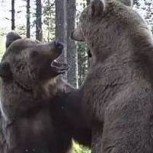 Registran en video una espectacular batalla entre osos pardos en bosque de Finlandia
